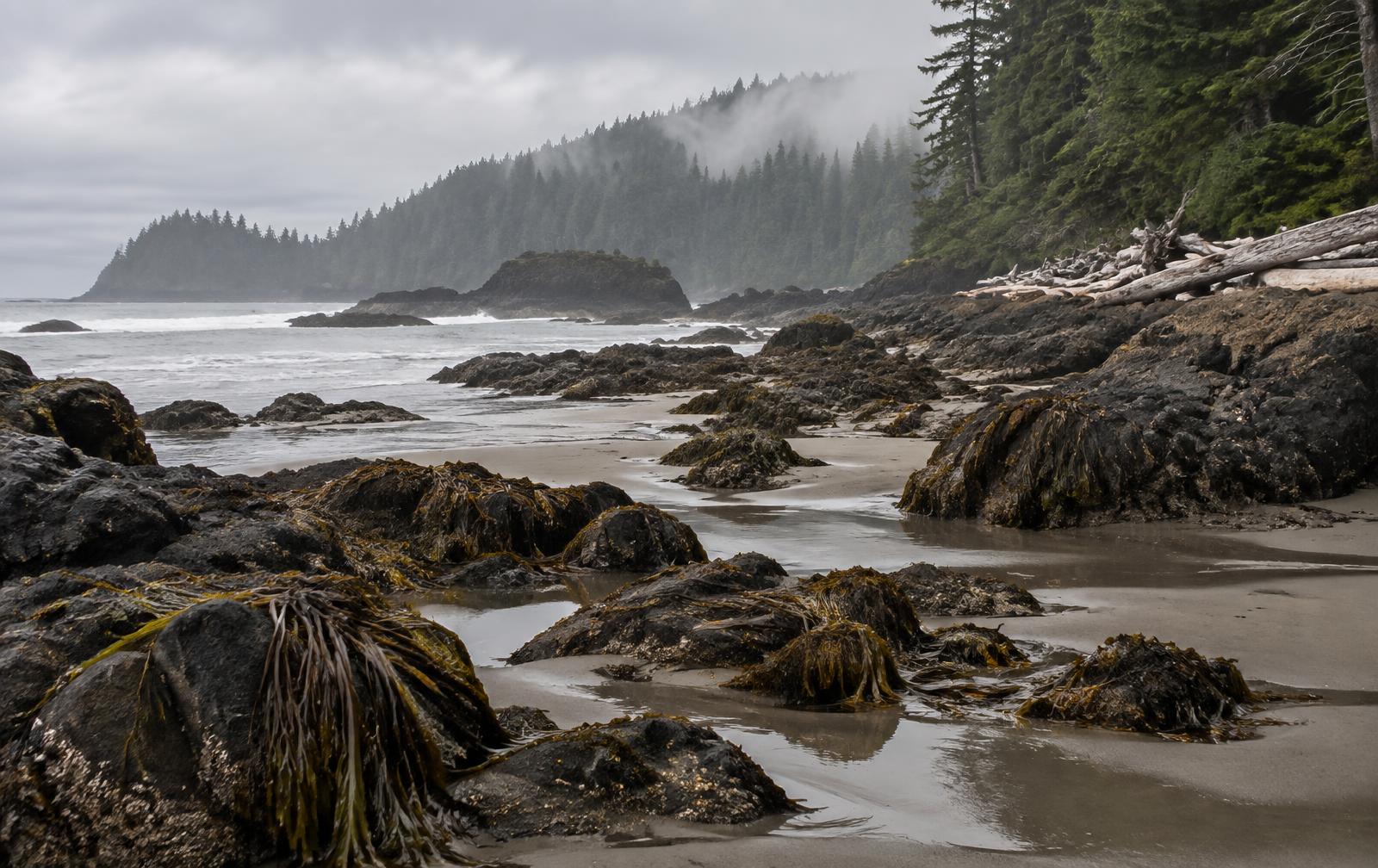 A misty Pacific coastline with kelp-covered rocks and cedar forest at the tide line